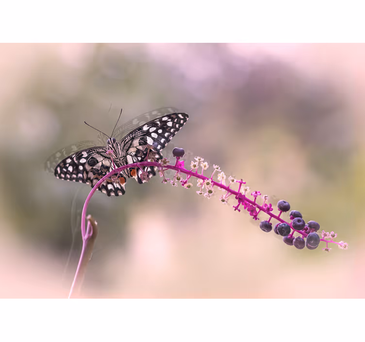 Fotomurale fiori farfalla sul fiore - TenStickers