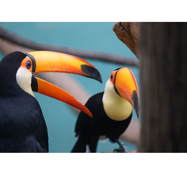 Fotomurale animali coppia di tucani - TenStickers