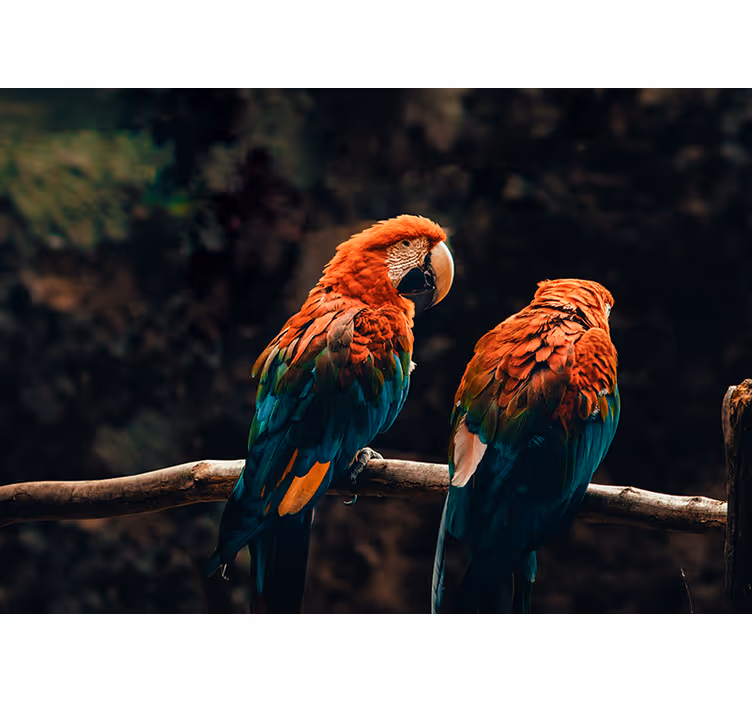 Fotomurale animali pappagalli colorati insieme - TenStickers