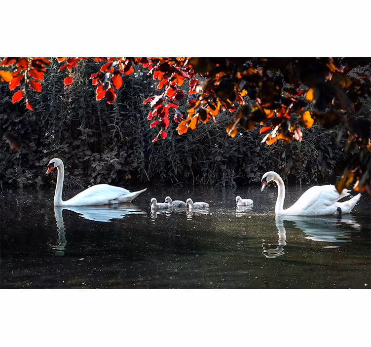 Fotomurale animali famiglia di cigni eleganti - TenStickers