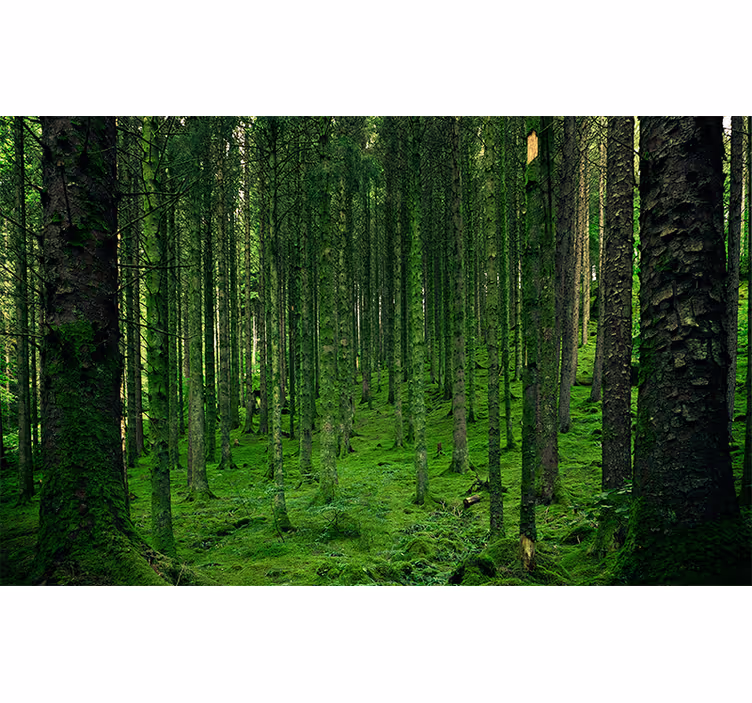 Fotomurale foresta bosco verdeggiante - TenStickers