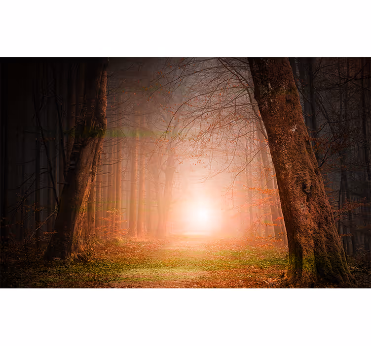 Fotomurale foresta enigmatico cammino nel bosco - TenStickers