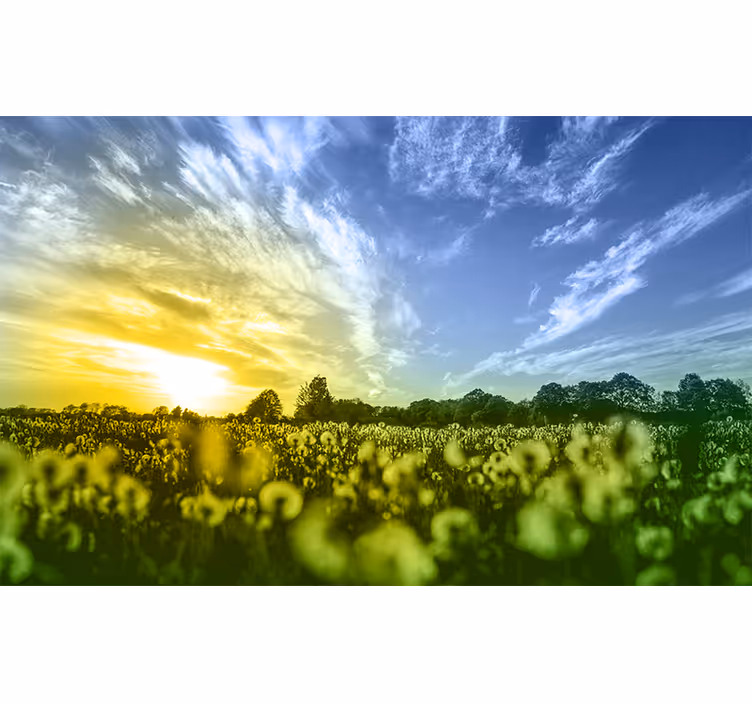 Fotomurale fiori campo di fiori al tramonto - TenStickers