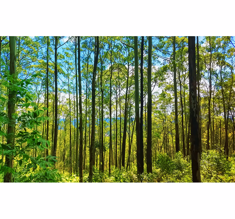 Fotomurali natura alberi verdi alti - TenStickers