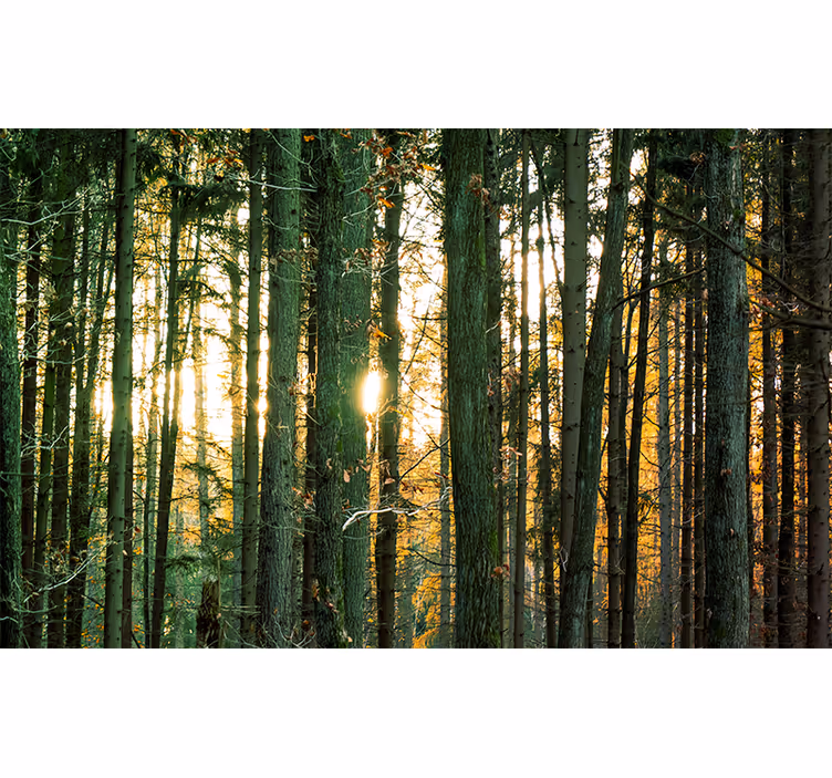 Fotomurale foresta vista radiosa del bosco - TenStickers