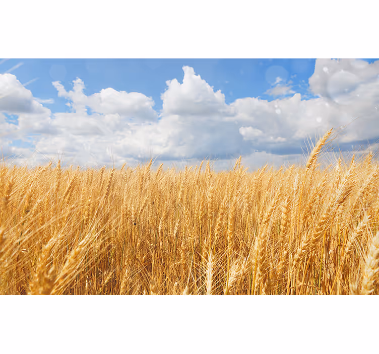 Fotomurali natura campo di grano dorato - TenStickers