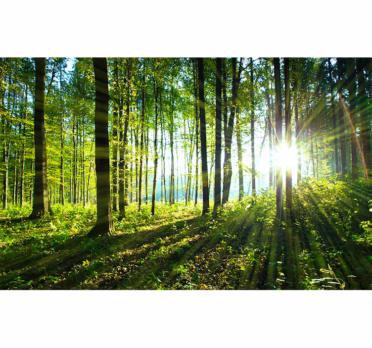 Fotomurale foresta vista di bosco baciato dal sole - TenStickers