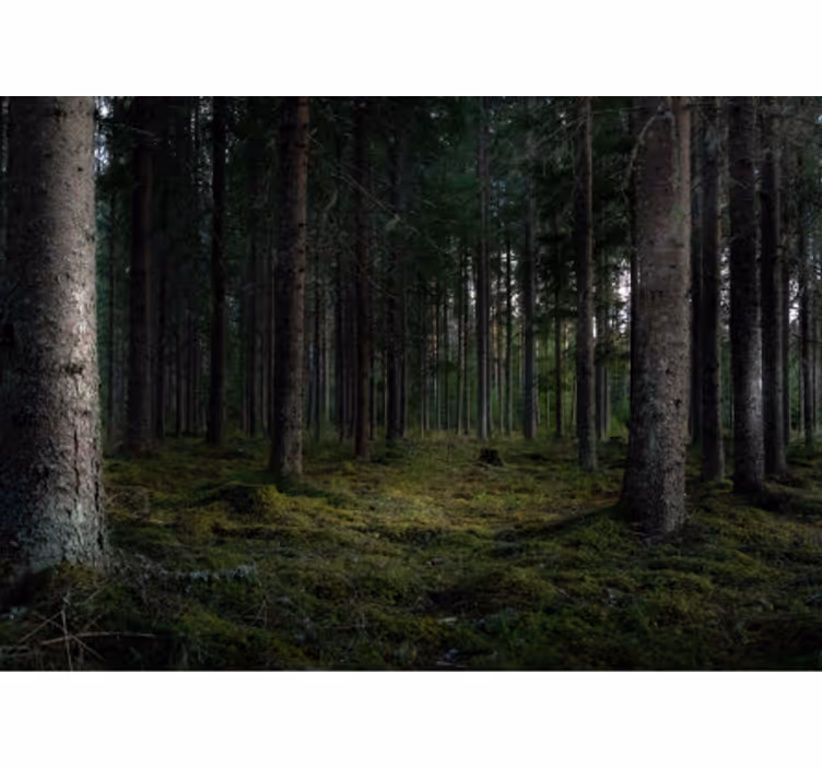 Fotomurale foresta scena di foresta lussureggiante - TenStickers
