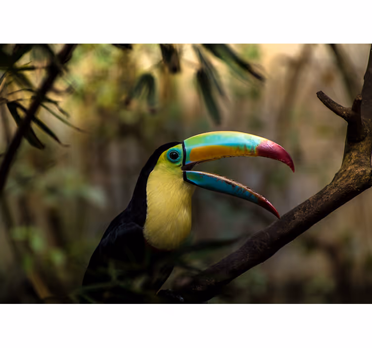 Fotomurale animali ritratto di tucano colorato - TenStickers