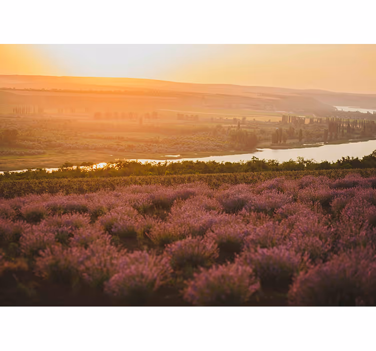 Fotomurale fiori paesaggio tramonto lavanda - TenStickers
