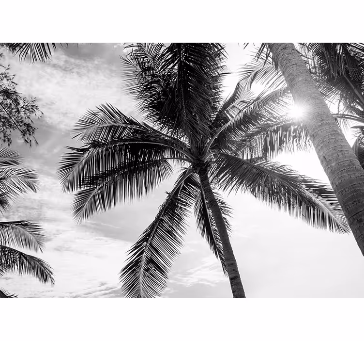 Fotomurale mare scena di palma tropicale - TenStickers