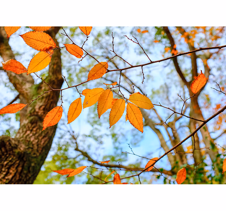 Fotomurale alberi ramo di foglie autunnali - TenStickers