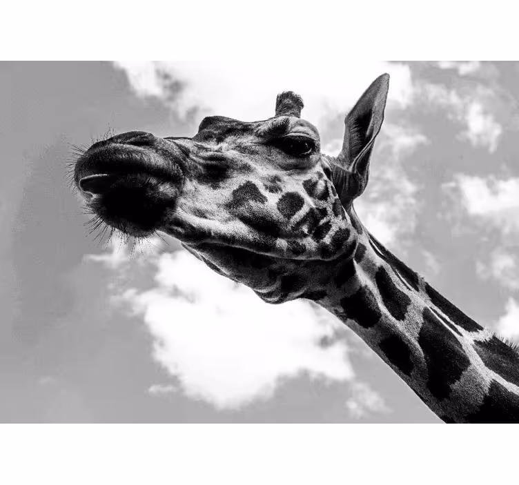 Fotomurale animali ritratto di giraffa - TenStickers