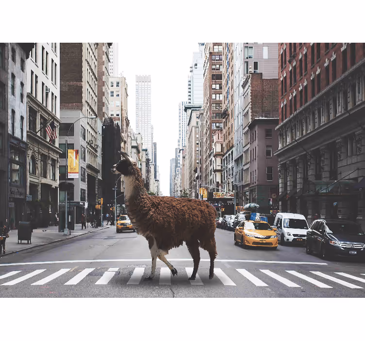 Fotomurale animali lama in strada - TenStickers