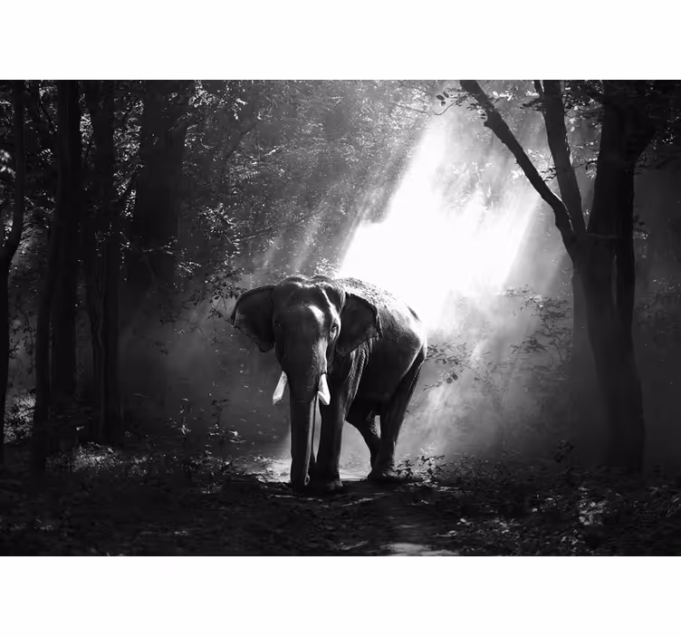 Fotomurale animali maestoso incontro con l'elefante - TenStickers