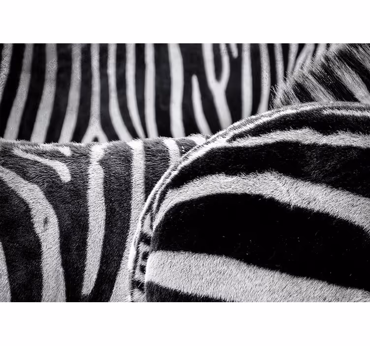Fotomurale animali strisce di zebre realistiche - TenStickers
