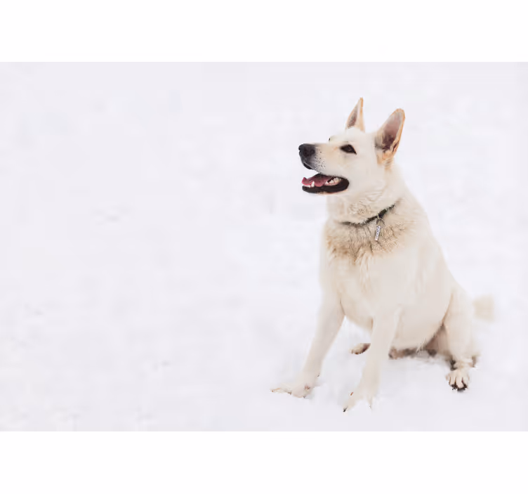 Fotomurale animali cane bianco felice - TenStickers