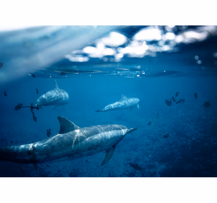 Fotomurale mare incontro con i delfini sott'acqua - TenStickers