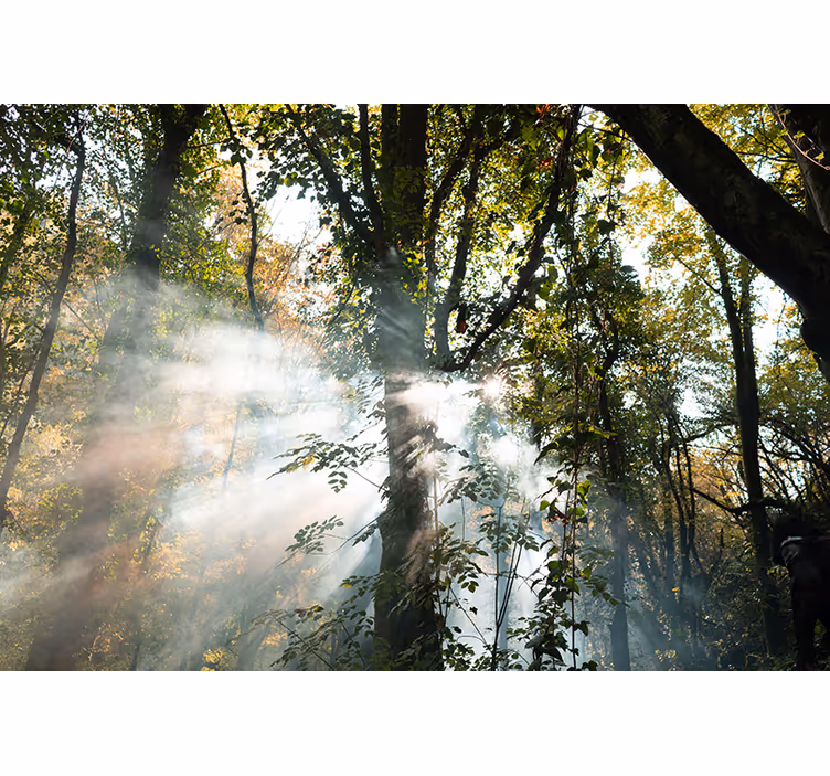 Fotomurale foresta ambiente tranquillo del bosco - TenStickers