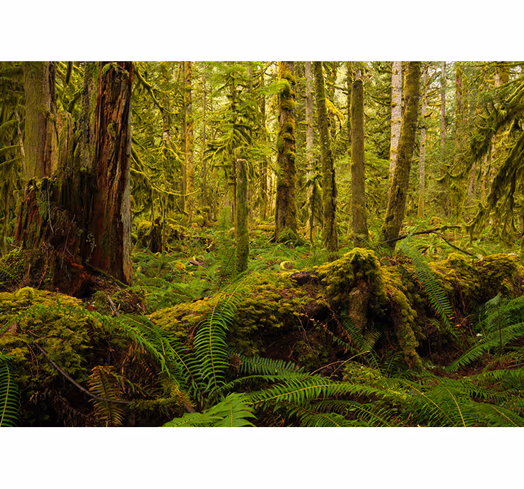 Fotomurale foresta paesaggio forestale lussureggiante - TenStickers