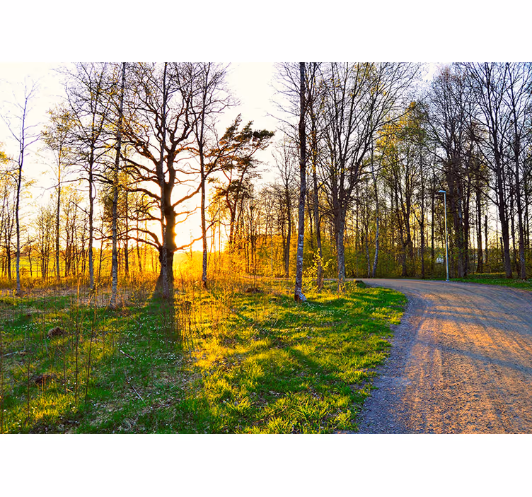 Fotomurali natura sentiero nel bosco soleggiato - TenStickers