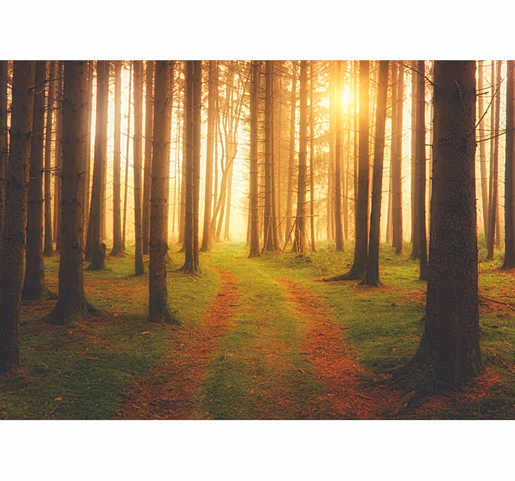 Fotomurale foresta vista sentiero boschivo - TenStickers