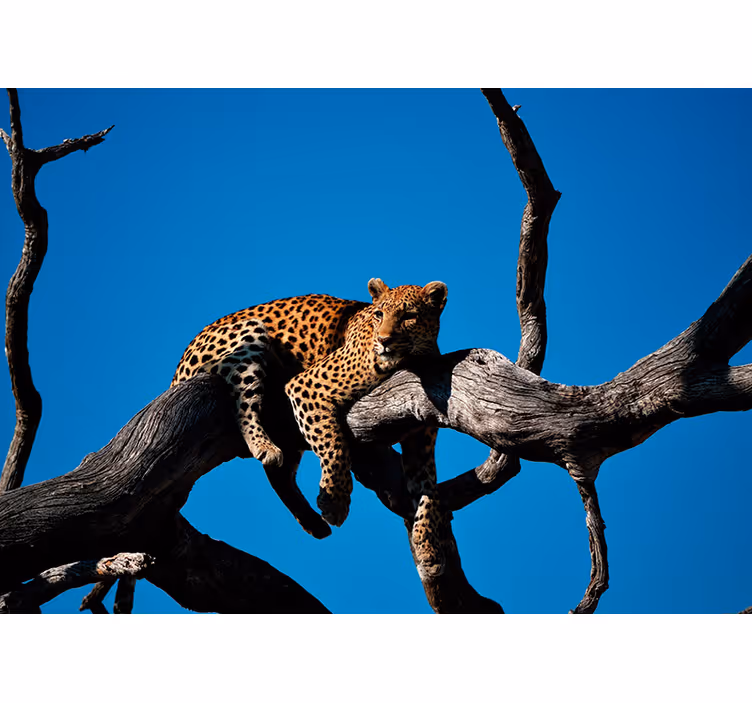 Fotomurale animali leopardo sul ramo - TenStickers