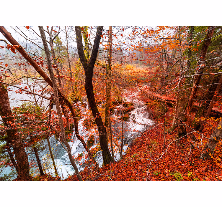 Fotomurali natura scena di foresta autunnale - TenStickers