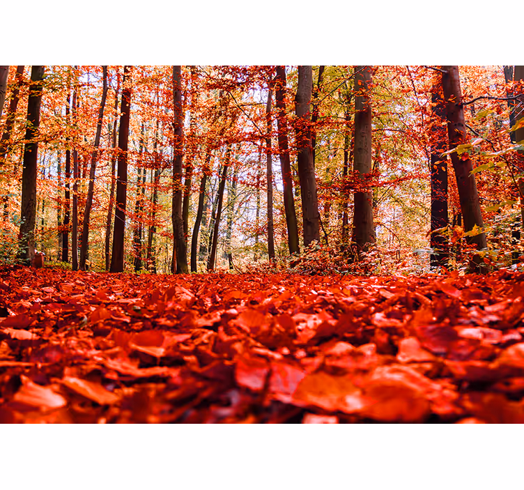 Fotomurale foresta chioma di foglie autunnali - TenStickers