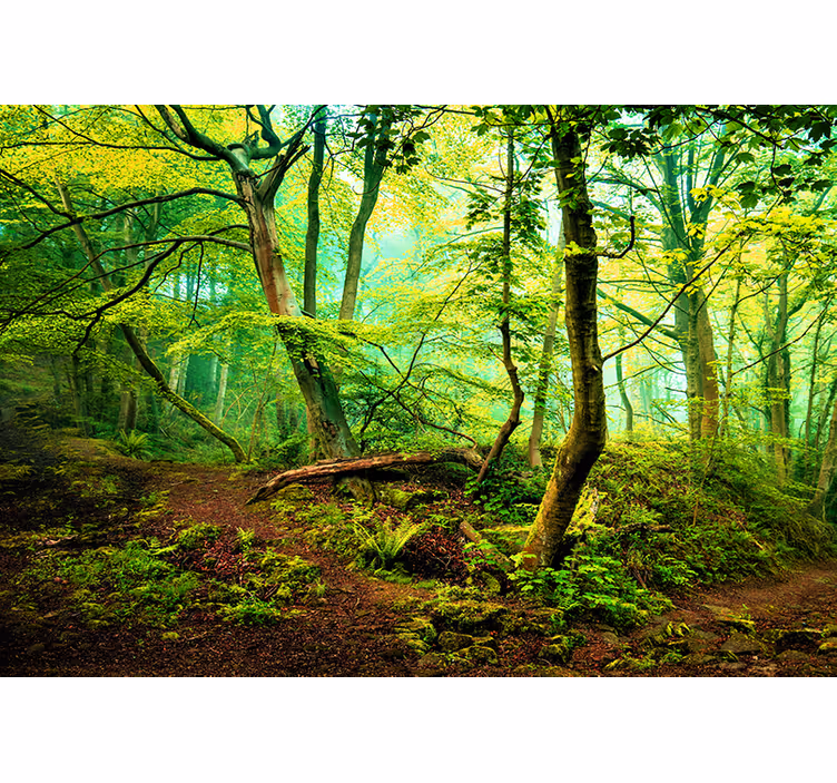 Fotomurale foresta bosco verde vibrante - TenStickers