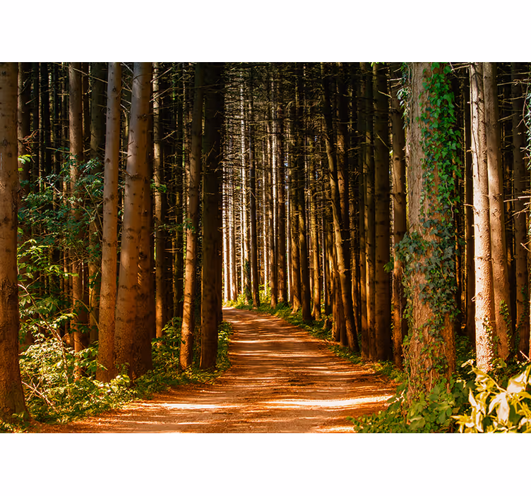 Fotomurale foresta sentiero incantato nel bosco - TenStickers