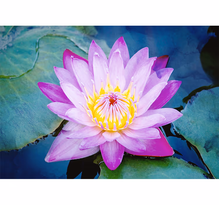 Fotomurale papaveri ciondolo a forma di fiore di loto - TenStickers
