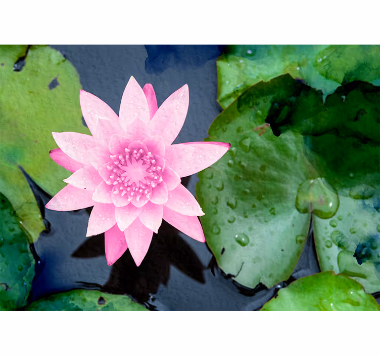 Fotomurale fiori fiore di loto rosa - TenStickers