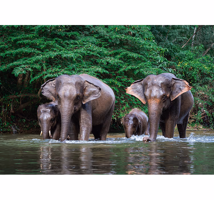 Fotomurale animali elefanti in acqua - TenStickers
