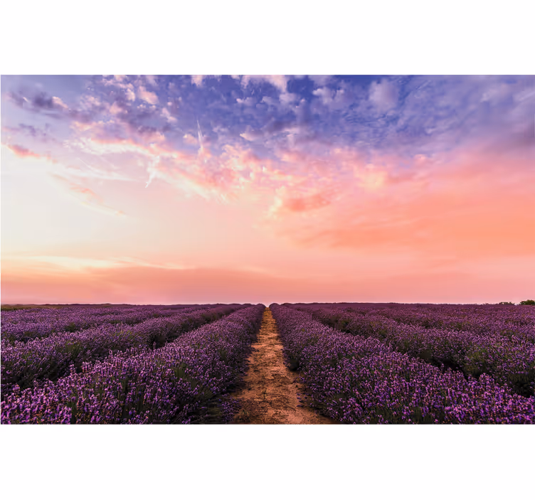 Fotomurale fiori tramonto sul campo di lavanda - TenStickers