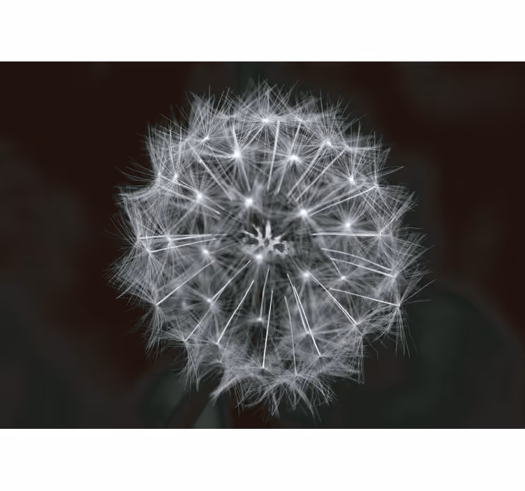 Fotomurale dente di leone Fiore soffiato grigio - TenStickers