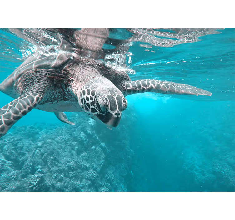 Fotomurale animali incontro sereno con le tartarughe - TenStickers