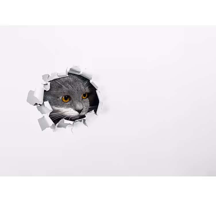 Fotomurale animali gatto curioso che sbircia - TenStickers
