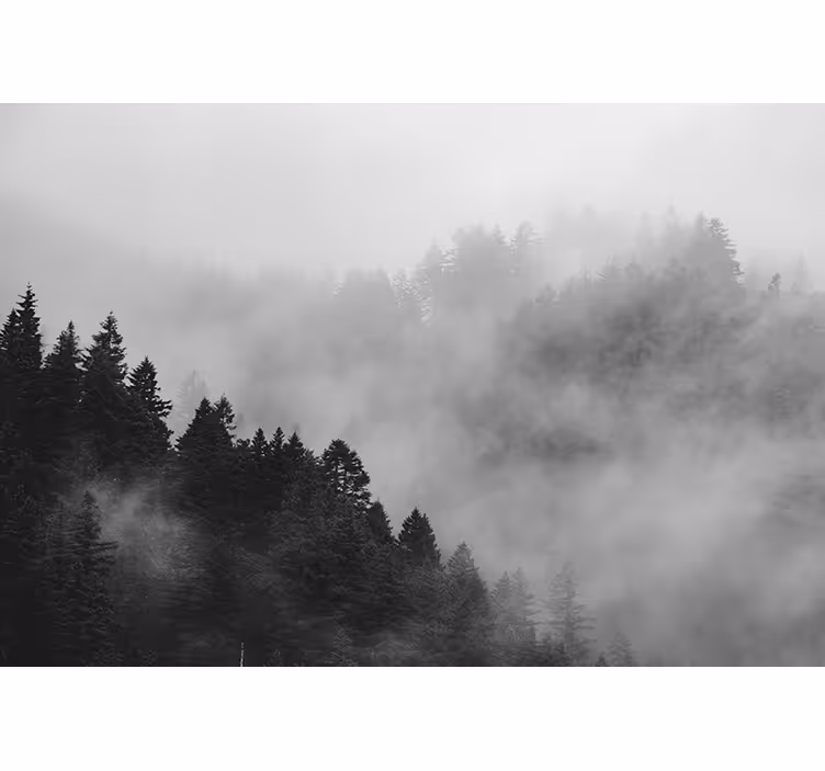 Fotomurale foresta paesaggio foresta nebbiosa - TenStickers
