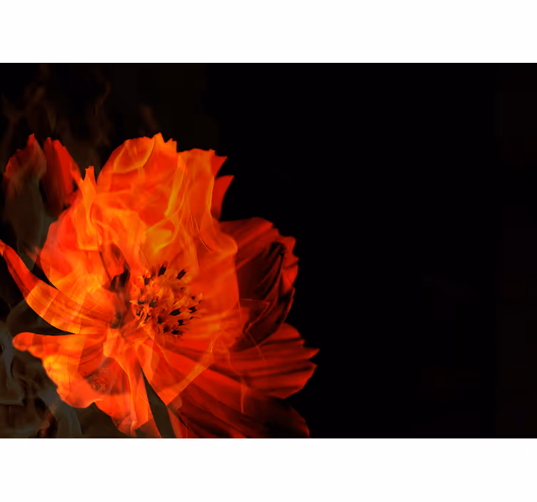 Fotomurali fiori diversi esplosione floreale infuocata - TenStickers