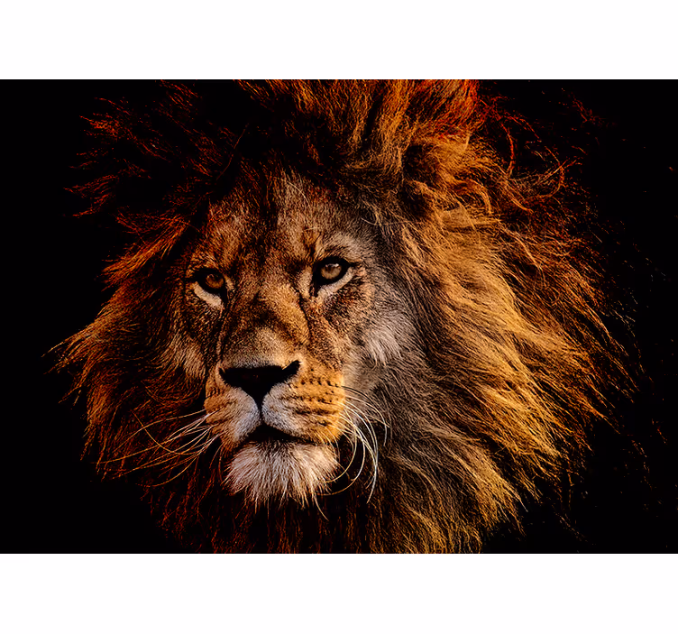Fotomurali leone presenza maestosa del leone - TenStickers