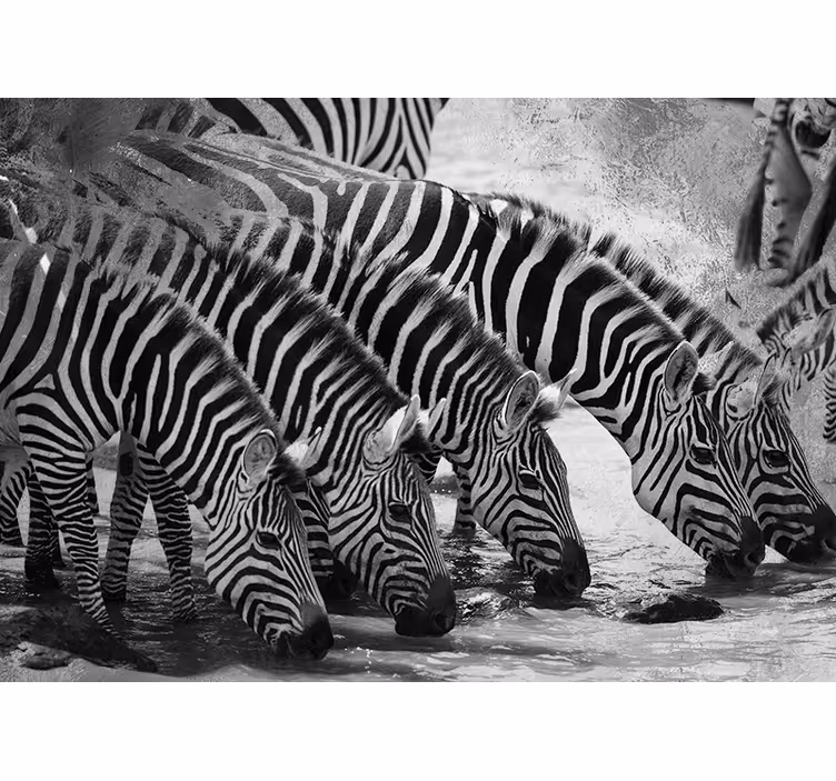 Fotomurale animali zebre che bevono acqua - TenStickers