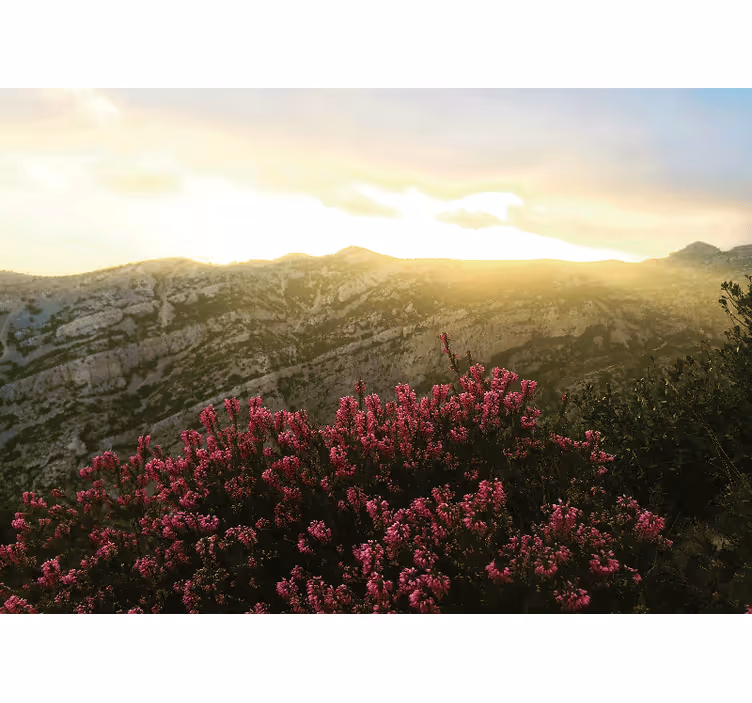 Fotomurali natura flora rosa in fiore - TenStickers