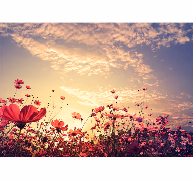 Fotomurale fiori campo di fiori di cosmos - TenStickers