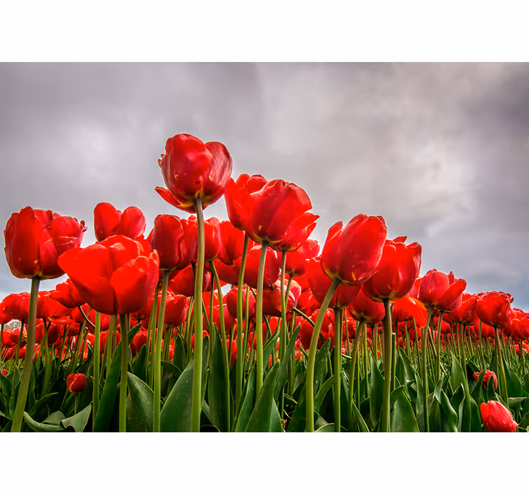 Fotomurale papaveri campo di tulipani rossi - TenStickers