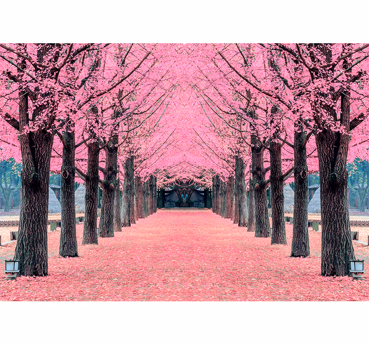 Fotomurale fiori percorso dei fiori di ciliegio - TenStickers