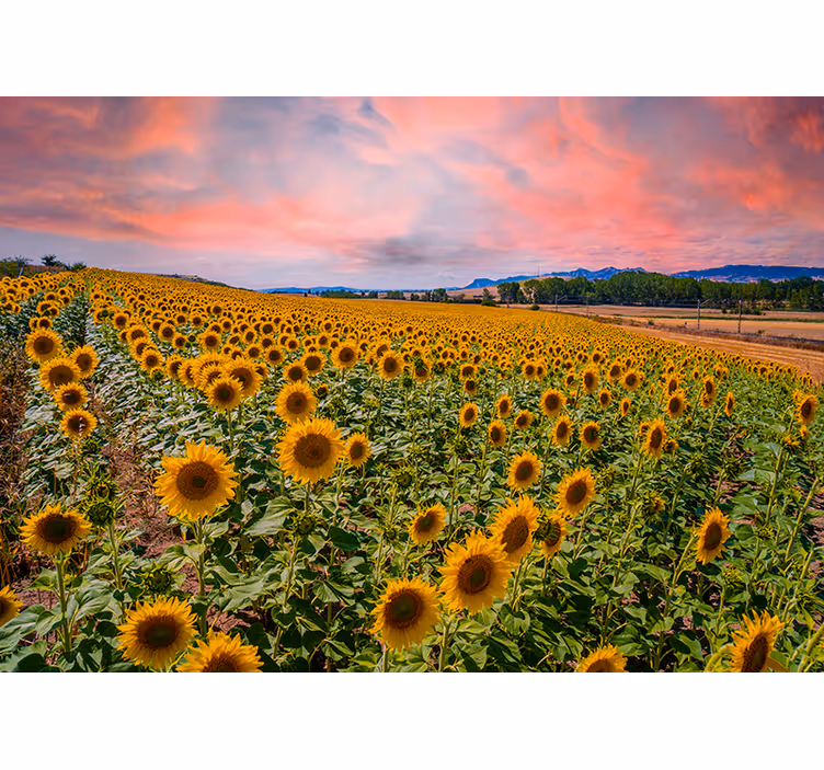 Fotomurale fiori campo di girasoli - TenStickers