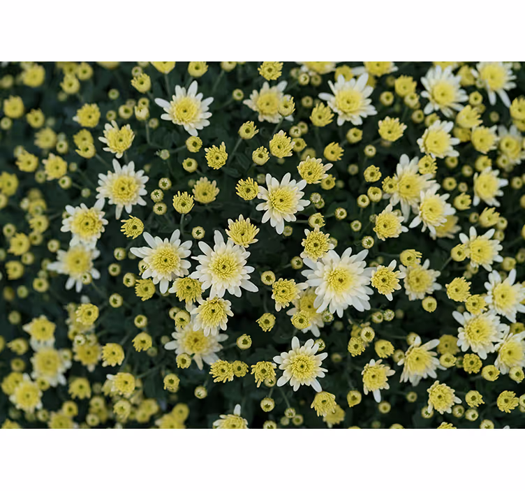 Fotomurale fiori fiori gialli in fiore - TenStickers