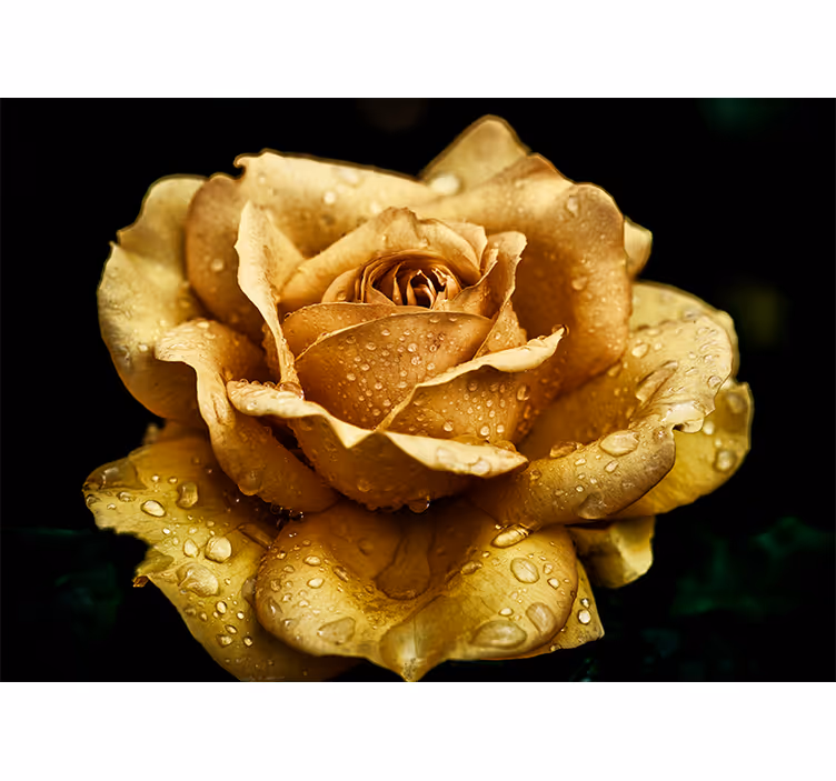 Fotomurale papaveri elegante fiore rugiadoso - TenStickers