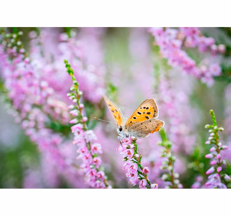 Fotomurale fiori farfalla su fiore - TenStickers